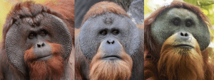 (Kiri ke kanan) orangutan kalimantan, sumatra, dan tapanuli jantan